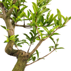 Punica Granatum Nejikan - B4892