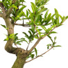 Punica Granatum Nejikan - B4892