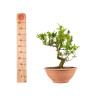 Punica Granatum Nejikan - B4892
