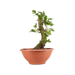 Fagus sylvatica - B4915