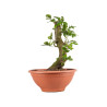 Fagus sylvatica - B4915
