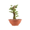Fagus sylvatica - B4915