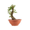 Fagus sylvatica - B4915