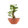 Fagus sylvatica - B4915