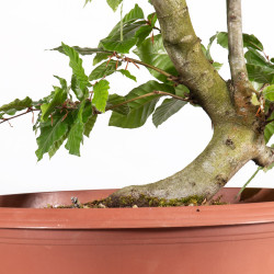 Fagus sylvatica - B4915