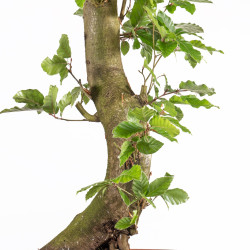 Fagus sylvatica - B4915