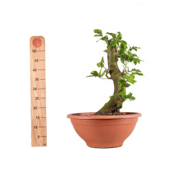 Fagus sylvatica - B4915