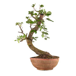 Fagus sylvatica - B4916