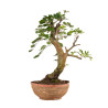 Fagus sylvatica - B4916