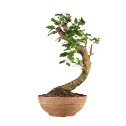 Fagus sylvatica - B4916