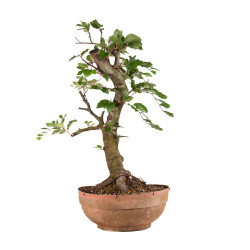 Fagus sylvatica - B4916