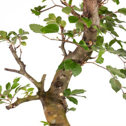 Fagus sylvatica - B4916