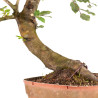 Fagus sylvatica - B4916