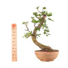 Fagus sylvatica - B4916