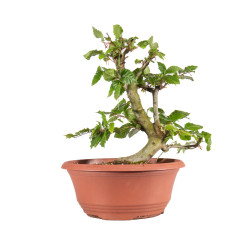 Fagus sylvatica - B4917