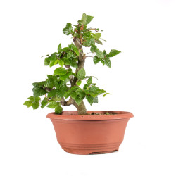 Fagus sylvatica - B4917