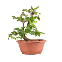 Fagus sylvatica - B4917