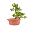 Fagus sylvatica - B4917