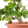 Fagus sylvatica - B4917
