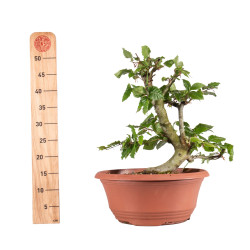 Fagus sylvatica - B4917