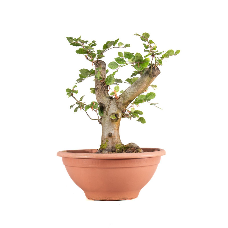 Fagus sylvatica - B4918