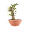 Fagus sylvatica - B4918