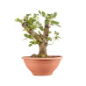 Fagus sylvatica - B4918