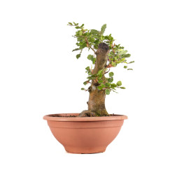 Fagus sylvatica - B4918