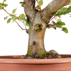 Fagus sylvatica - B4918
