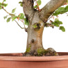 Fagus sylvatica - B4918