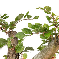 Fagus sylvatica - B4918
