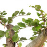Fagus sylvatica - B4918