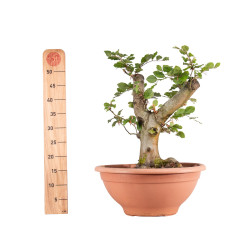 Fagus sylvatica - B4918