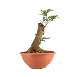 Fagus sylvatica - B4944