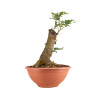 Fagus sylvatica - B4944