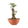 Fagus sylvatica - B4944