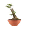 Fagus sylvatica - B4944
