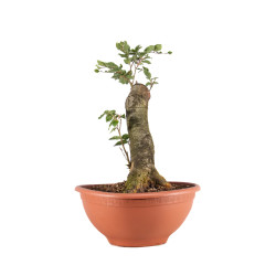 Fagus sylvatica - B4944