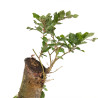 Fagus sylvatica - B4944