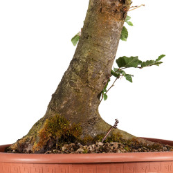 Fagus sylvatica - B4944