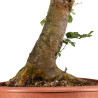 Fagus sylvatica - B4944