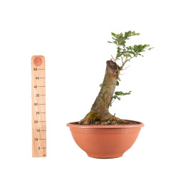 Fagus sylvatica - B4944