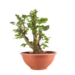 Fagus sylvatica - B4945
