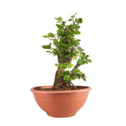 Fagus sylvatica - B4945