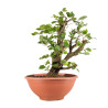 Fagus sylvatica - B4945