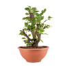 Fagus sylvatica - B4945
