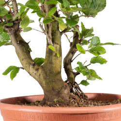 Fagus sylvatica - B4945