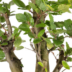 Fagus sylvatica - B4945