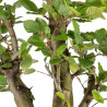 Fagus sylvatica - B4945