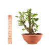 Fagus sylvatica - B4945
